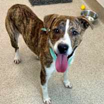 Thumbnail photo of Finn #1