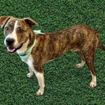 Thumbnail photo of Finn #2