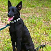 Thumbnail photo of Onyx #4