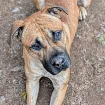 Thumbnail photo of Rocco #4