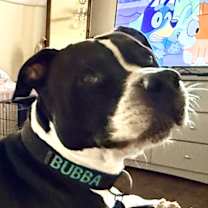 Thumbnail photo of Bubba #4