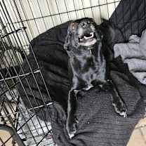 Thumbnail photo of BUSTER #4