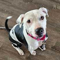 adopt-pet