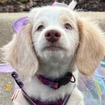 Thumbnail photo of Penelope (Foster home) #3