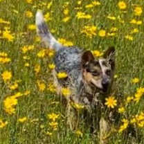 Thumbnail photo of Poppy #4