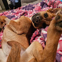 Thumbnail photo of Puka #3