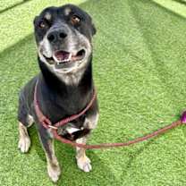 adopt-pet