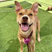 adopt-pet