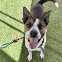 adopt-pet