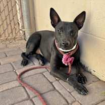 adopt-pet