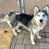 adopt-pet