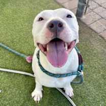 adopt-pet