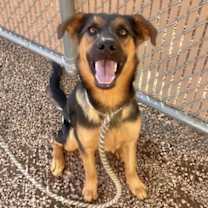 adopt-pet