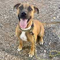 adopt-pet