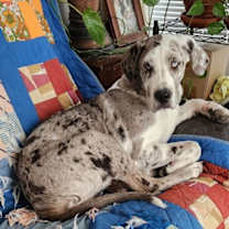 adopt-pet