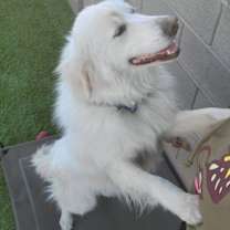 adopt-pet