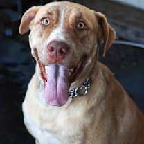 Thumbnail photo of Chanel #3