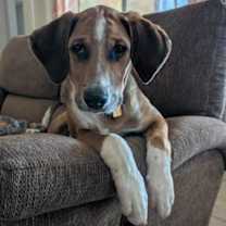 adopt-pet