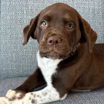 adopt-pet
