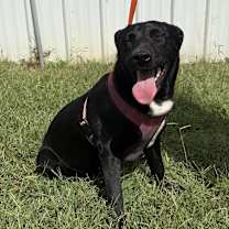 Thumbnail photo of Black Betty and sisters #1