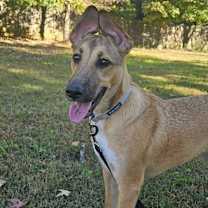 Thumbnail photo of Leia (7mo PUPPY) #1