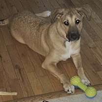 Thumbnail photo of Leia (7mo PUPPY) #3