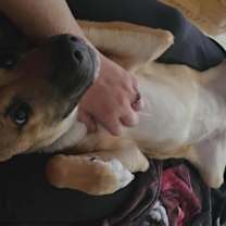 Thumbnail photo of Leia (7mo PUPPY) #4