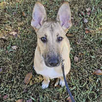 Thumbnail photo of Leia (7mo PUPPY) #2