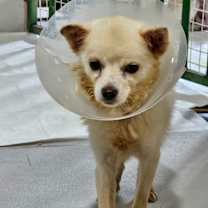 Thumbnail photo of Doah #1