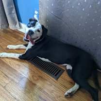 Thumbnail photo of Maple #3