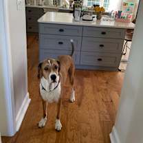 Thumbnail photo of Izzy #3