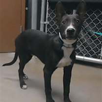 adopt-pet