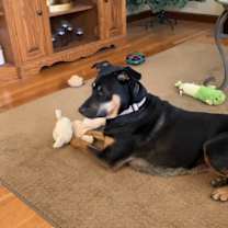 Thumbnail photo of Sadie Mae #4