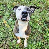 Thumbnail photo of Tank #4