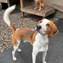 Thumbnail photo of Tango #1