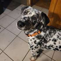 Thumbnail photo of Blaze #1