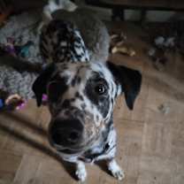 Thumbnail photo of Blaze #2