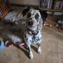 Thumbnail photo of Blaze #3