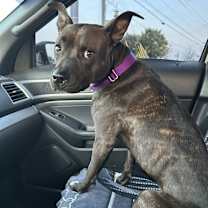 Thumbnail photo of Candy #4