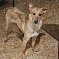 adopt-pet