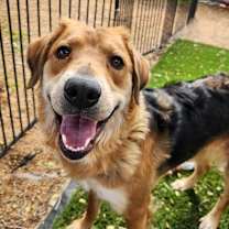 adopt-pet