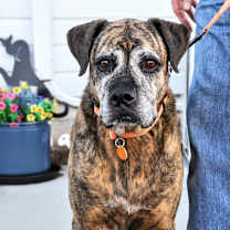adopt-pet