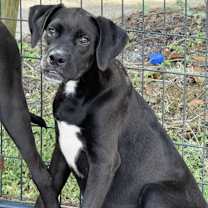 Thumbnail photo of Tyson #2