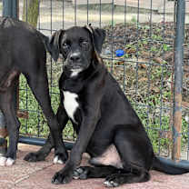 Thumbnail photo of Tyson #3