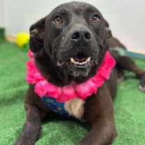 Thumbnail photo of Keanu #3