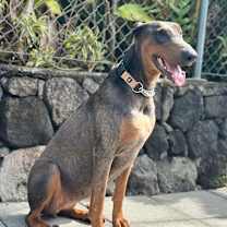 Thumbnail photo of Dixie #2