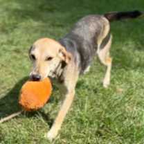 Thumbnail photo of Daizy  #3