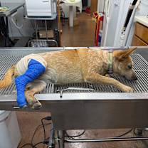 Thumbnail photo of Cricket #2