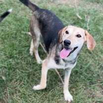 Thumbnail photo of Daizy  #4