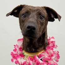 Thumbnail photo of Lola #1